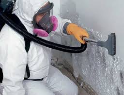 Why You Should Choose Our Mold Remediation Services in Seminole, FL